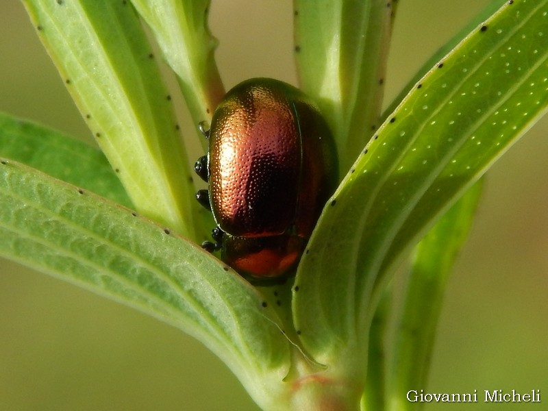 Chrysolina?... Chrysolina sp.